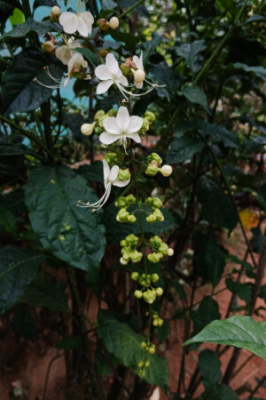 Clerodendrum Nutans / Bridal Veil