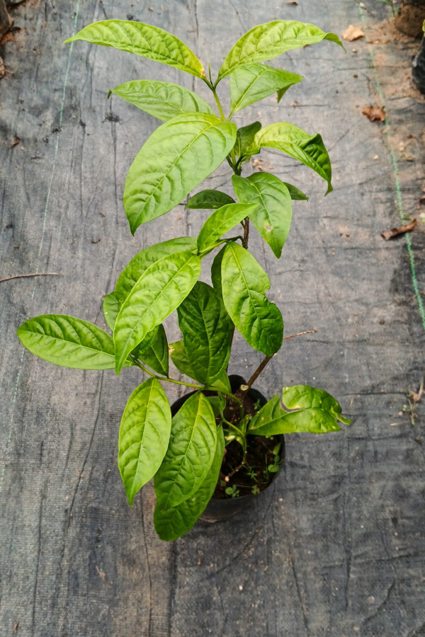 Clerodendrum Nutans / Bridal Veil - Image 2