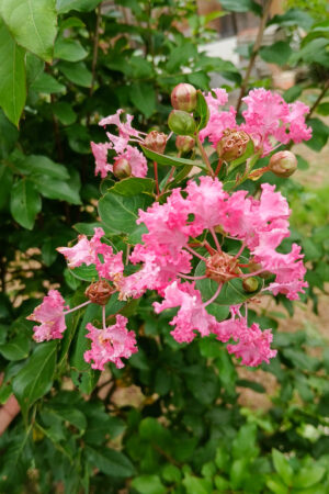Lagerstroemia indica / Crape Myrtle
